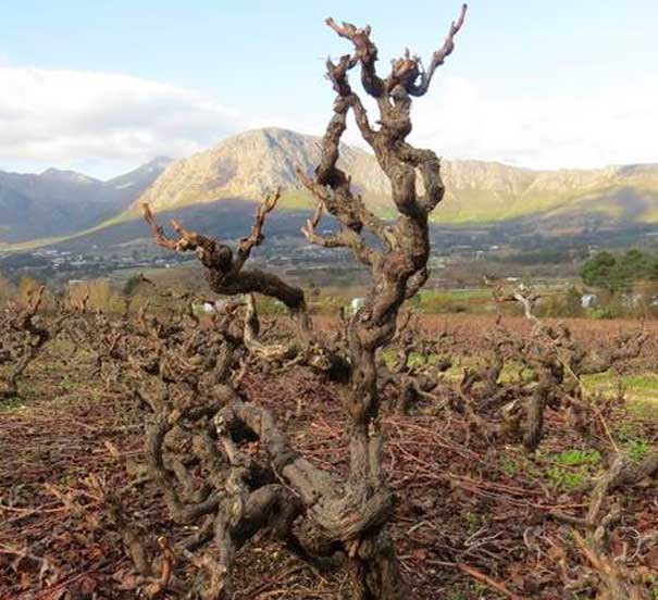 Franco Lourens - Howard John - Cash Vin